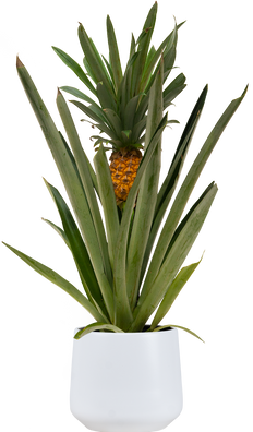 Pineapple Plant (M - 5")