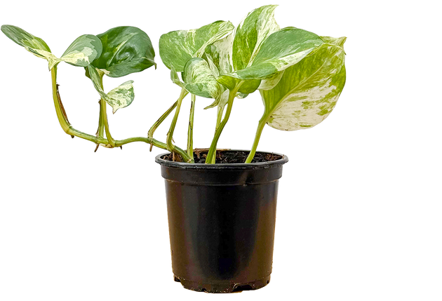 manjula pothos cost Pothos Manjula | 4" Pot | Rare Houseplant