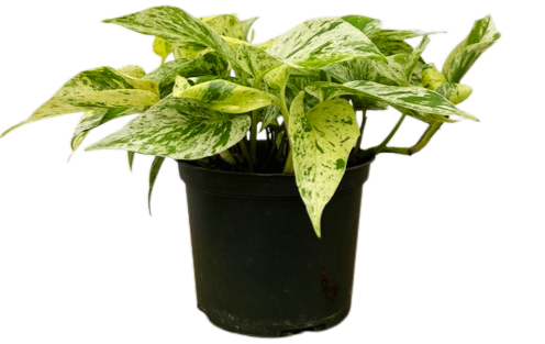 Epipremnum Aureum | Pothos Snow Queen (M)