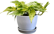 Epipremnum Aureum | Pothos Snow Queen (M)