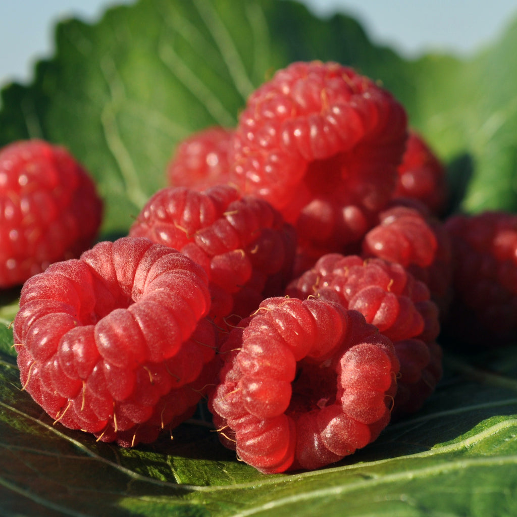 Rubus Idaeus | Nova Raspberry (L) – Plantsome