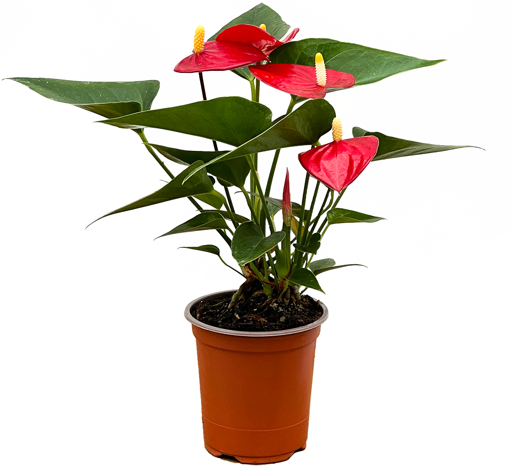Red Anthurium (S)