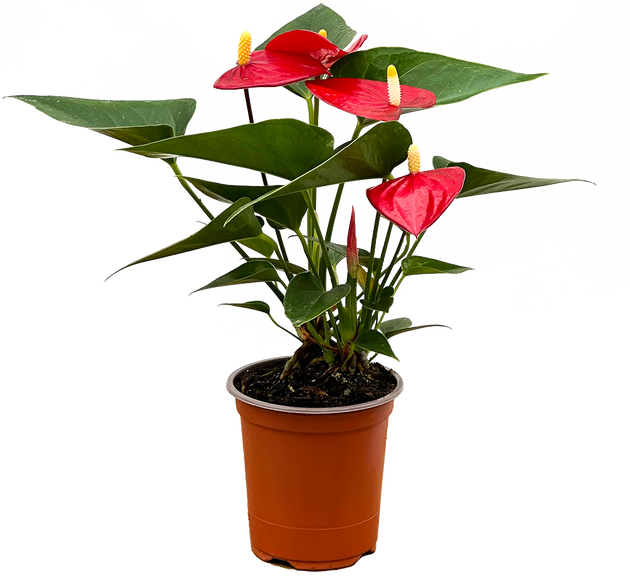 Red Anthurium | 4