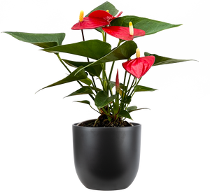 Red Anthurium | 4