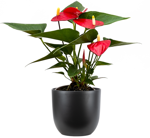 その他観葉植物 Anthurium Red Anthurium | 4