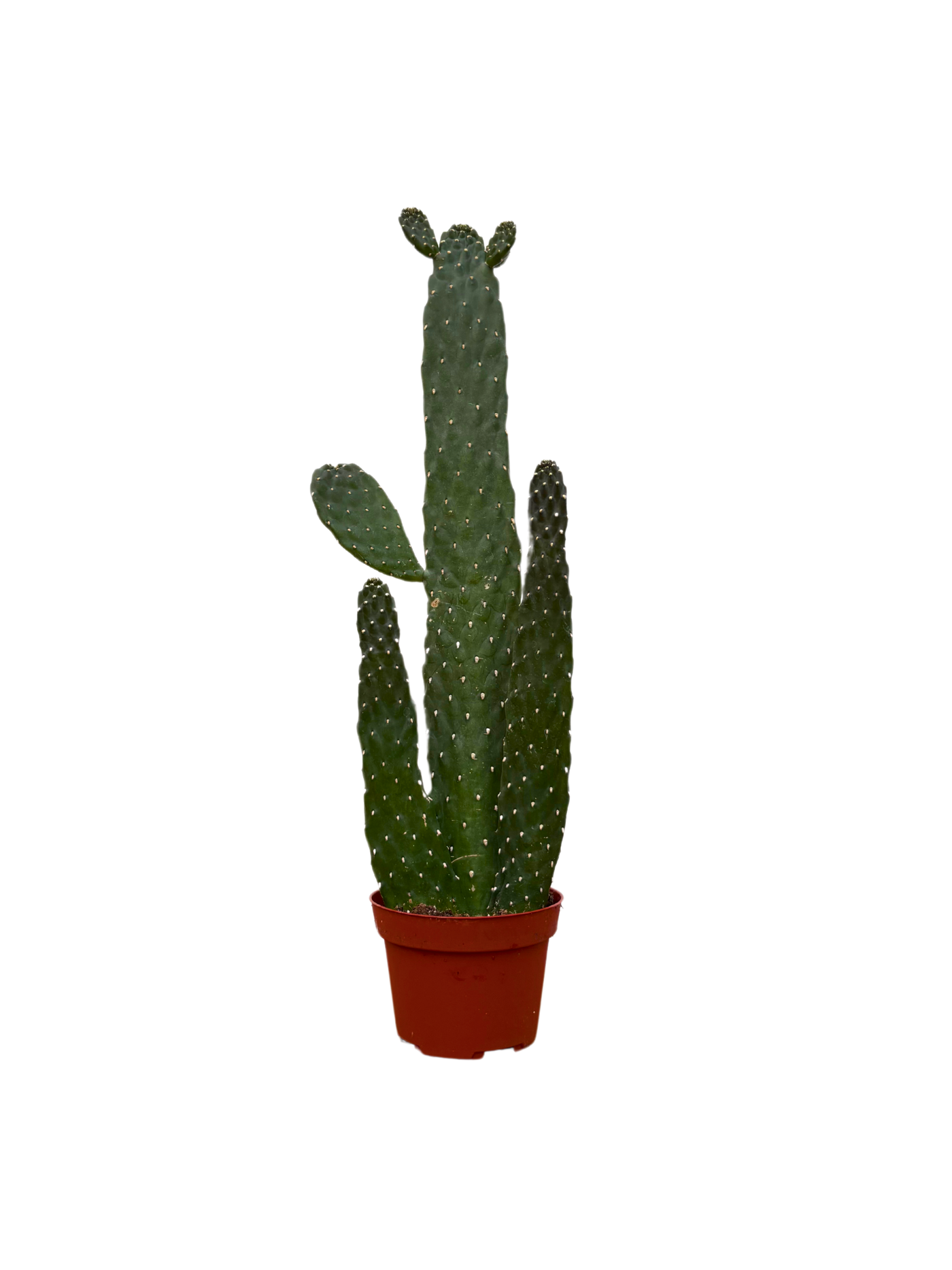 Consolia Rubescens | Roadkill Cactus (S)