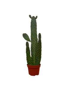 Consolia Rubescens | Roadkill Cactus (S)