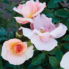 Chinook Sunrise ™ | Rosa (L)