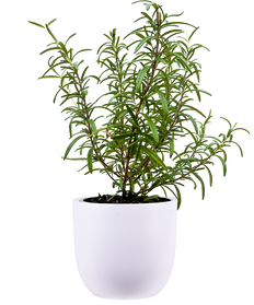 Rosemary (S)