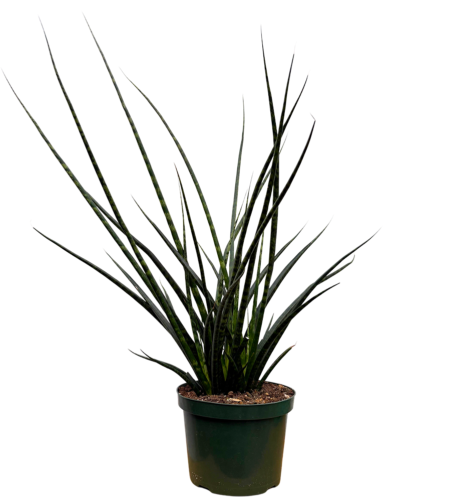 Sansevieria Fernwood (L)