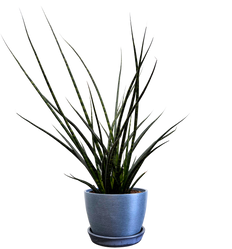 Sansevieria Fernwood (L)