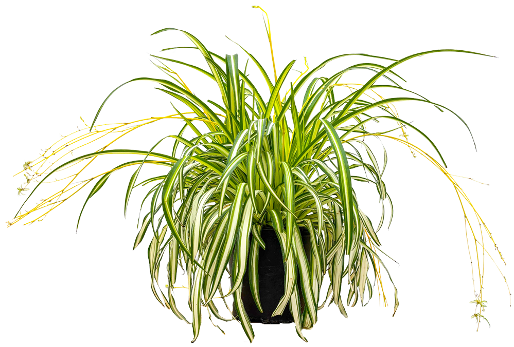 Spider Plant | Chlorophytum (L)