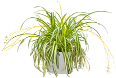 Spider Plant | Chlorophytum (L)