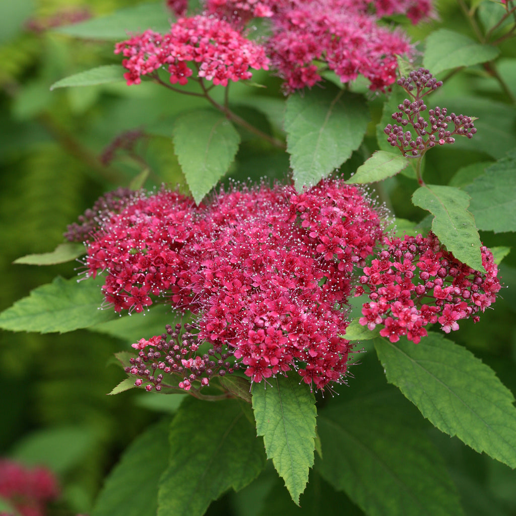 Double Play® Red | Spiraea Japonica | Proven Winners | 2G Pot | Easy ...