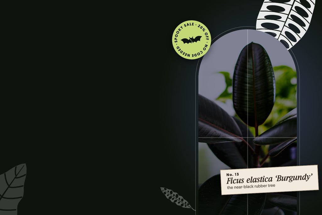 Spooky Sale: a near-black Burgundy Rubber Tree in an arched greenhouse window at night