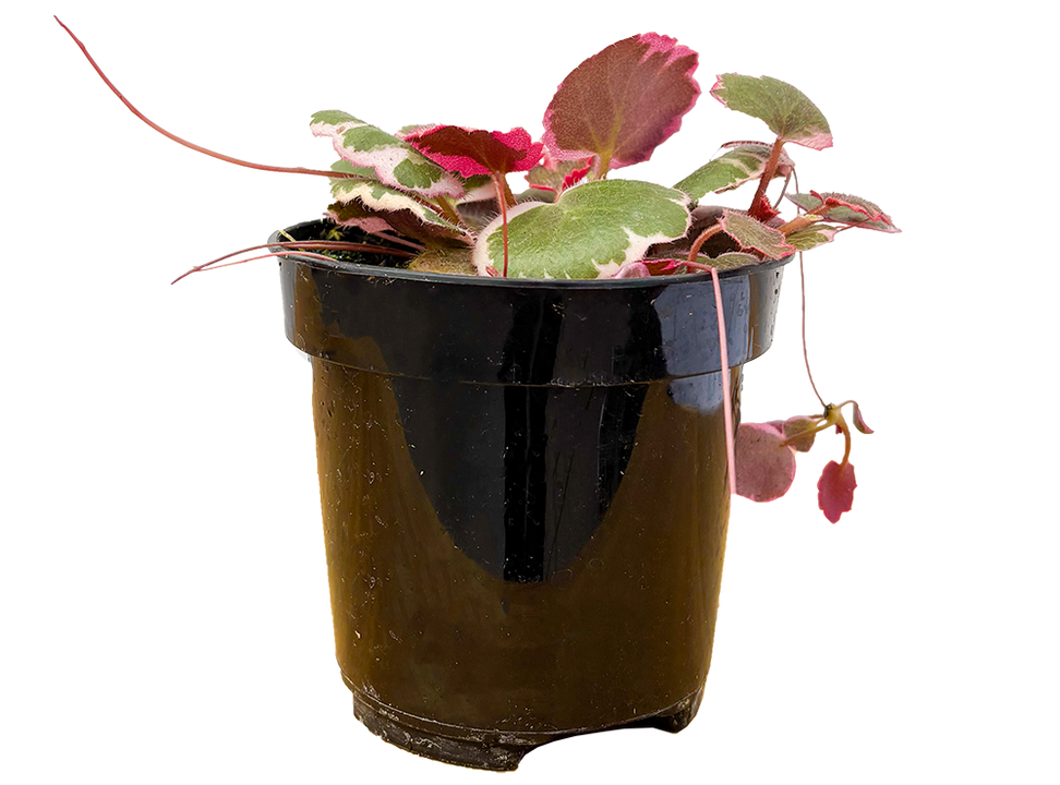 Begonia Strawberry Tricolor (S)