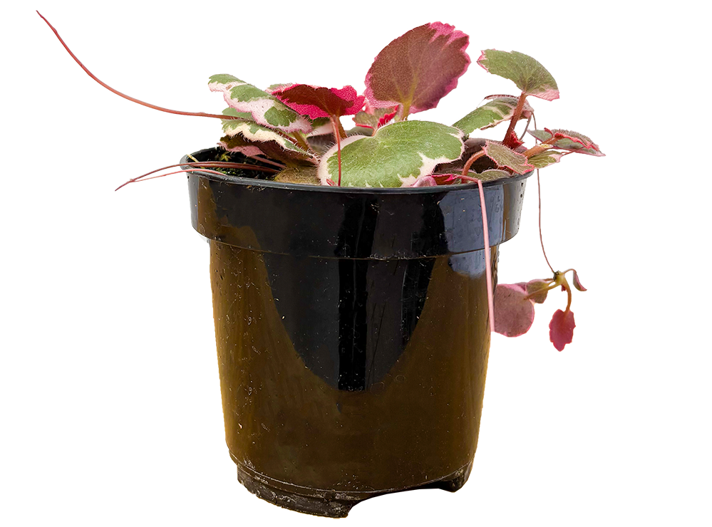 Begonia Strawberry Tricolor (S)