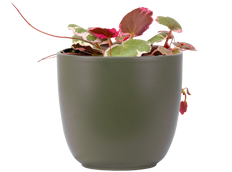 Begonia Strawberry Tricolor (S)