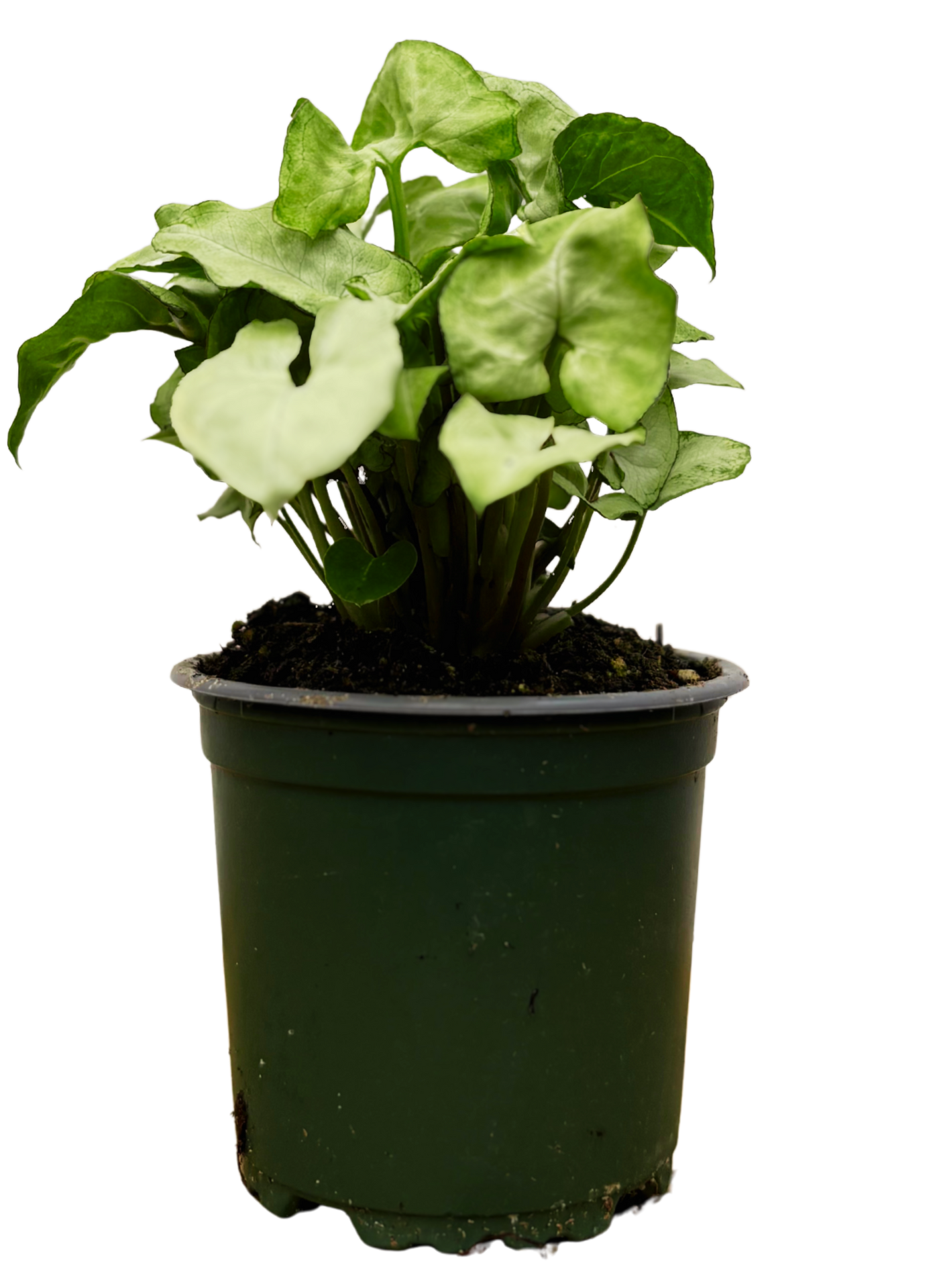 Syngonium Podophyllum | Pixie White (S)