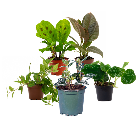Indoor Plants on Sale – Plantsome