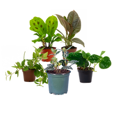 Terrarium Pack (Plants Only)