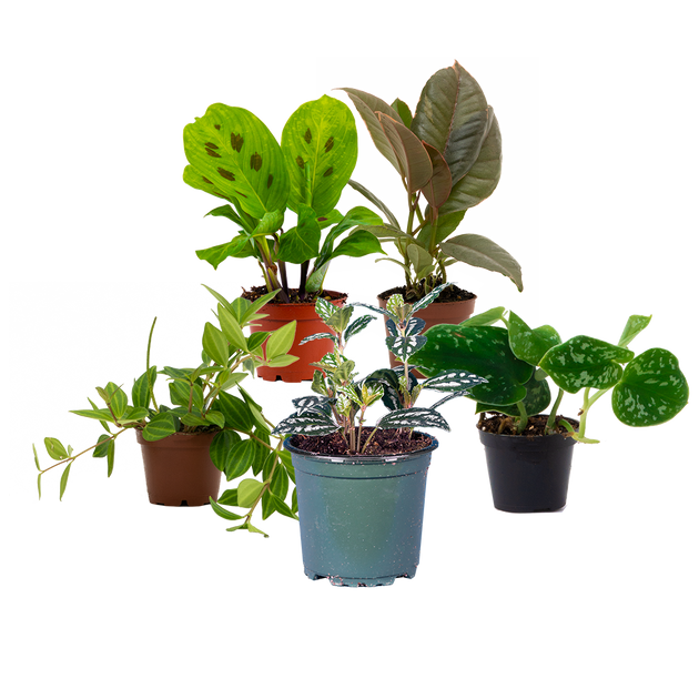 Terrarium Pack (Plants only) | Exclusive Bundle | Plantsome