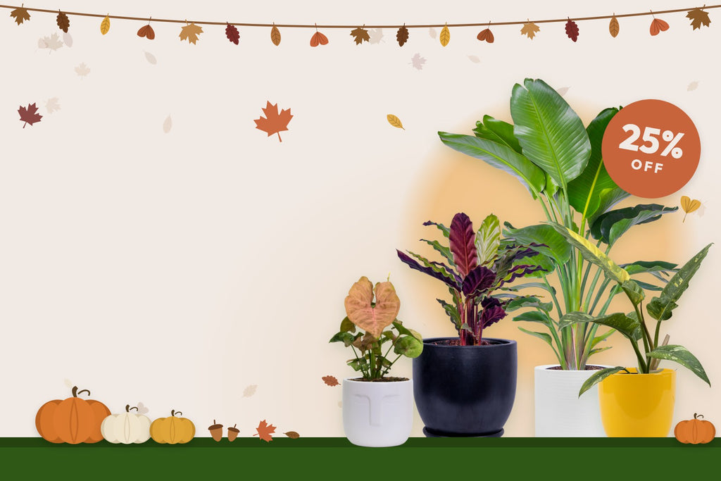 Thanksgiving sale: 25% off houseplants, with autumn leaves and pumpkins