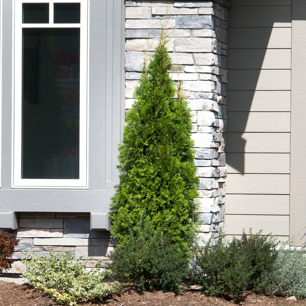 Thuja Occidentalis | Brandon Cedar (L) – Plantsome