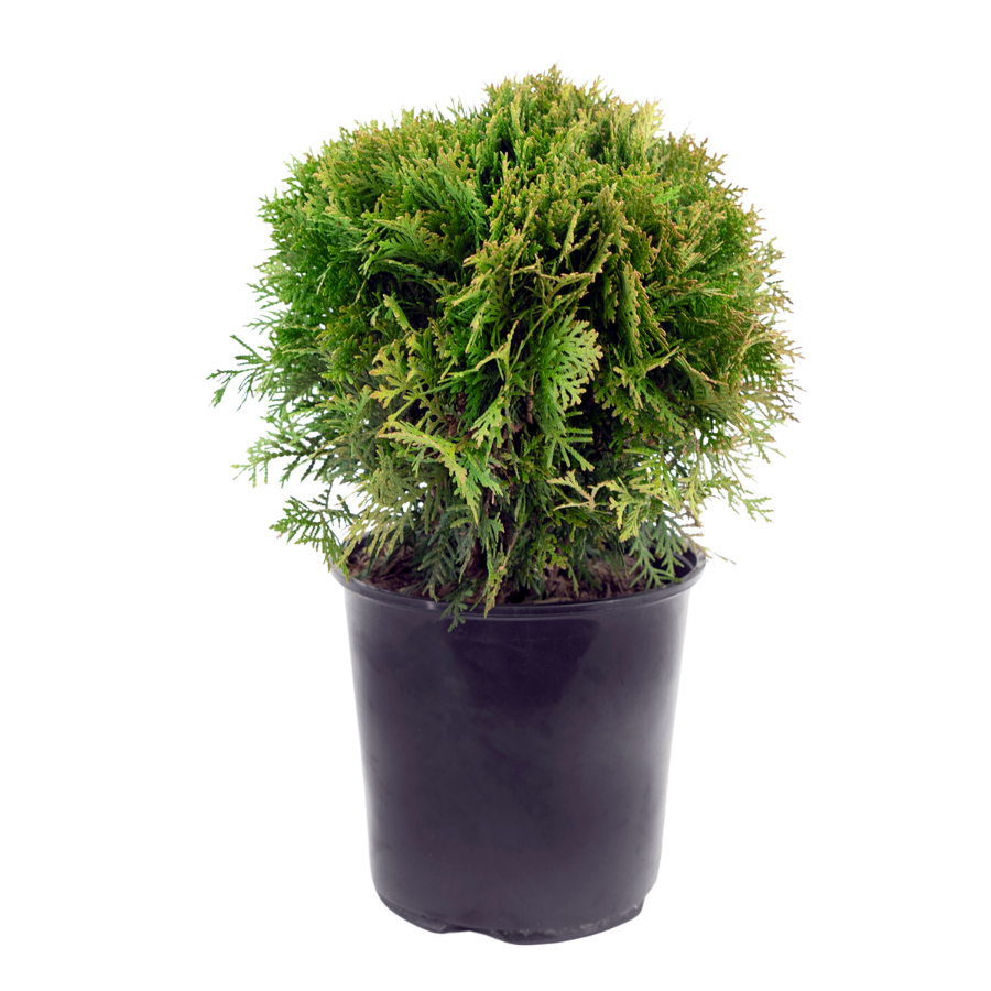 Thuja Occidentalis | Danica Cedar (L)