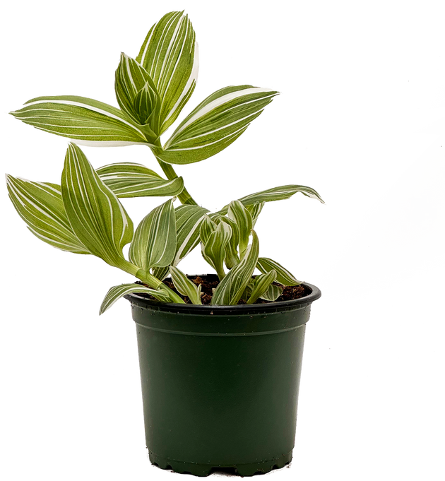 white velvet indoor plant Tradescantia White Velvet | 4" Pot | Easy Care Houseplant