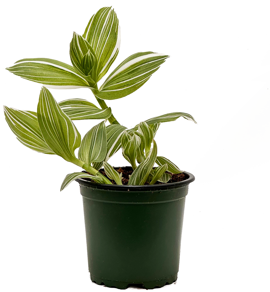 Tradescantia albiflora | Pistachio White (S)