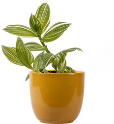Tradescantia albiflora | Pistachio White (S)
