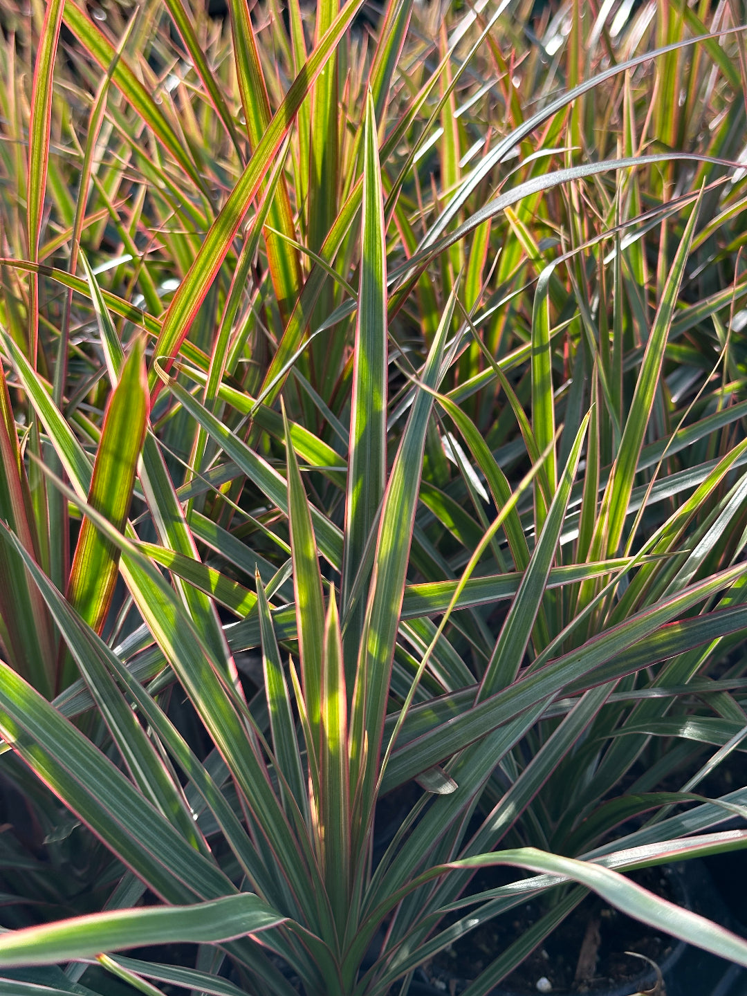 Dracaena Marginata Tricolor - Thumbnail 2