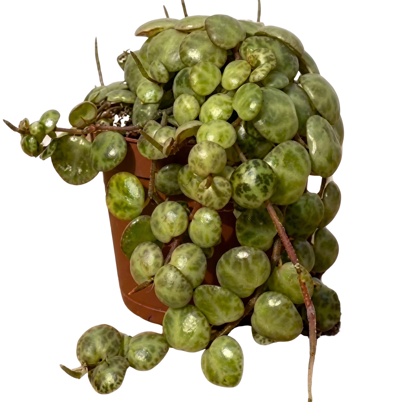 String of Turtles | Peperomia Prostrata (XS)