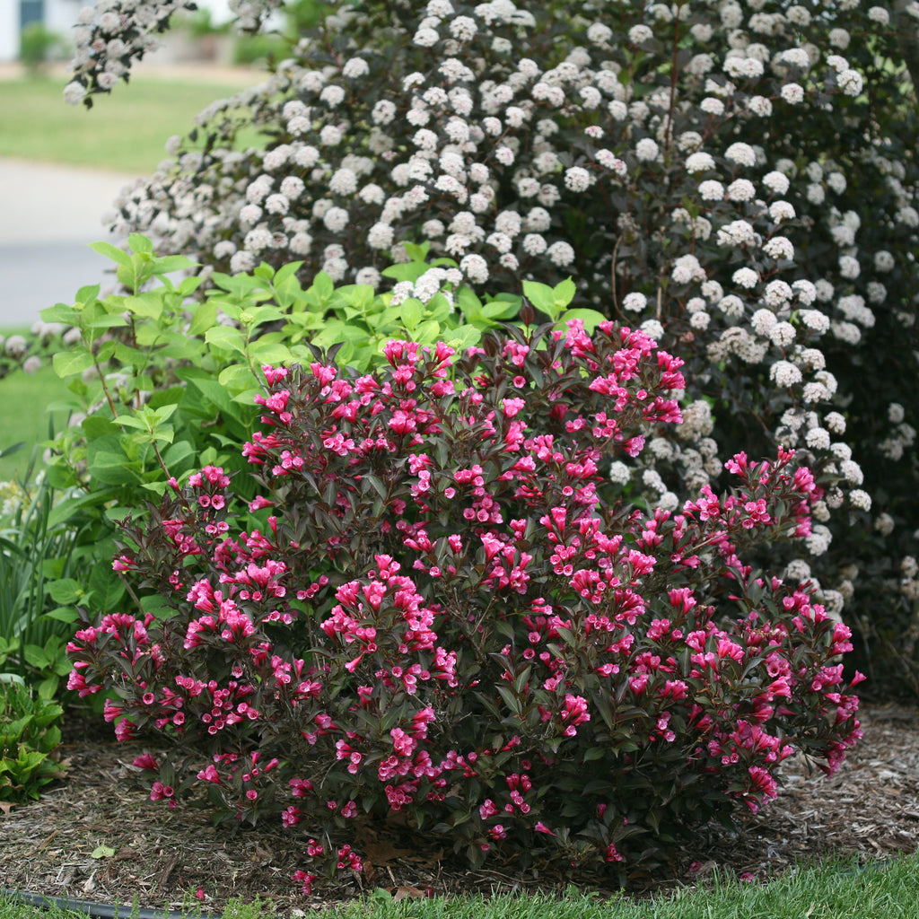 Wine & Roses | Weigela Florida Alexandra | Proven Winners | 2G Pot ...