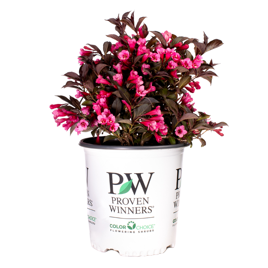 Wine & Roses® | Weigela Florida ‘Alexandra’ (L) | Proven Winners®