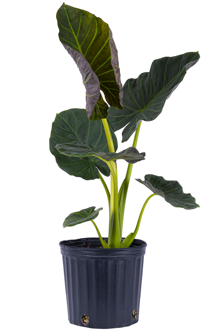 Alocasia Regal Shield | Elephants Ear (XL)
