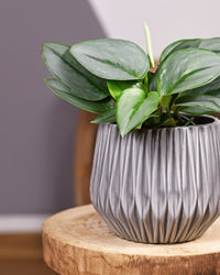sterling pothos Scindapsus Treubii Moonlight | Sterling Silver Pothos | 6" Pot | Easy Care Houseplant