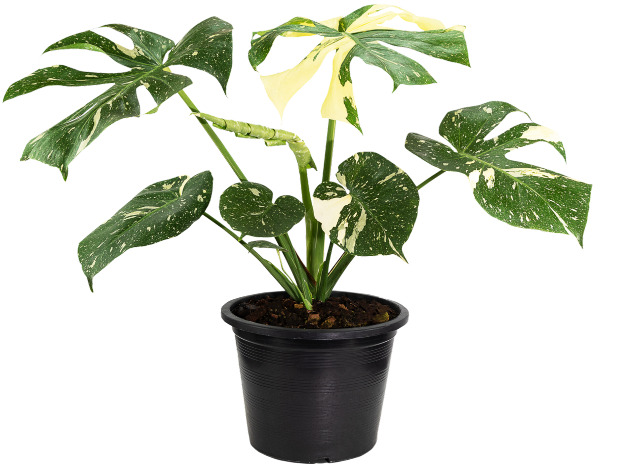 Thai Constellation Monstera Deliciosa (L) | Variegated Swiss Cheese Plant