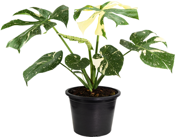 その他観葉植物 Monstera Thai Constellation x 10 plants IMG_9652_600x.jpg?v=1741803845