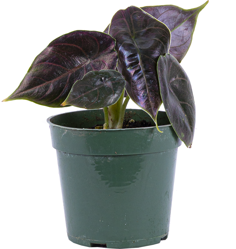 Alocasia Azlanii | Red Mambo (S)