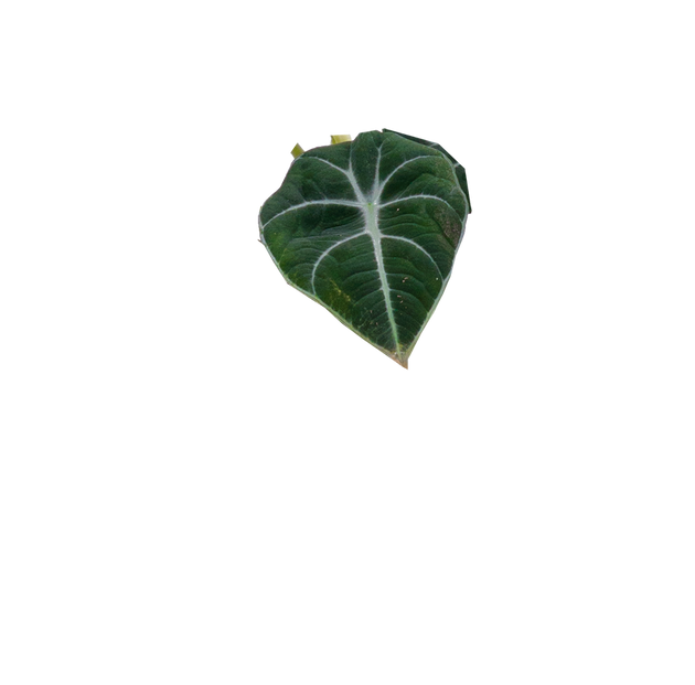 Alocasia Reginula | Black Velvet (S)