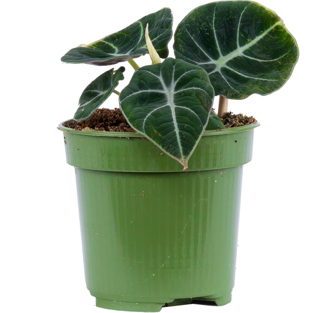 Alocasia Reginula | Black Velvet (S)