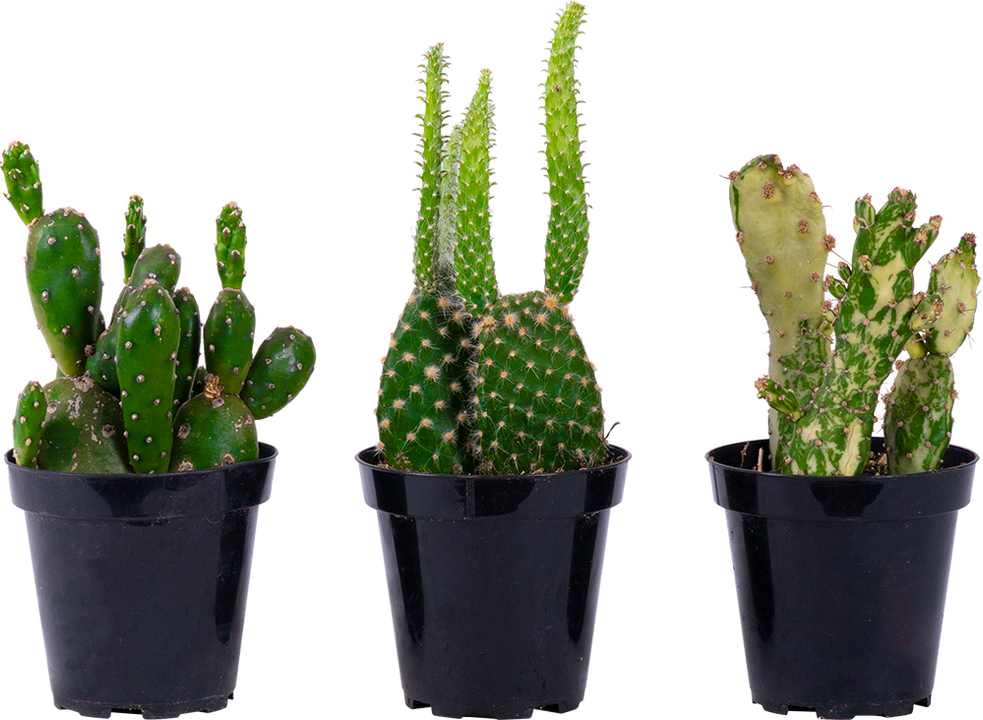 Cactus Trio - Assorted (S)
