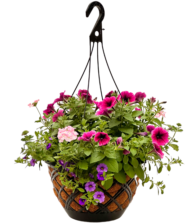 Summer | Pink and Purple Flowering Coco Coir Hanging Basket (XL)
