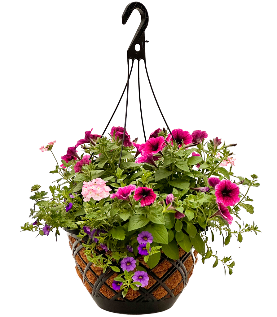 Summer | Pink and Purple Flowering Coco Coir Hanging Basket | Pet ...