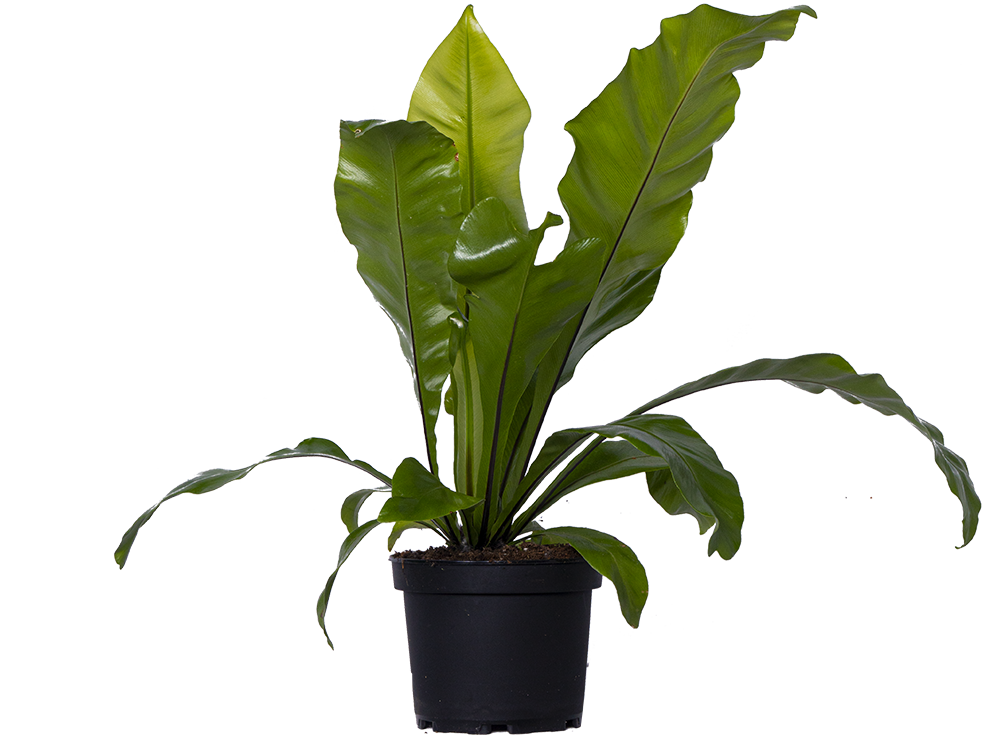 Asplenium Australasicum | Birds Nest Fern (M)