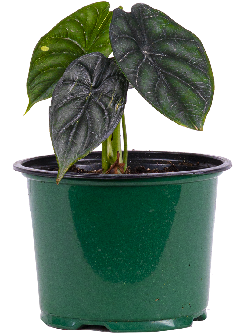 Alocasia Baginda | Green Dragon Scale (M)