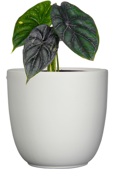 Alocasia Baginda | Green Dragon Scale (M)