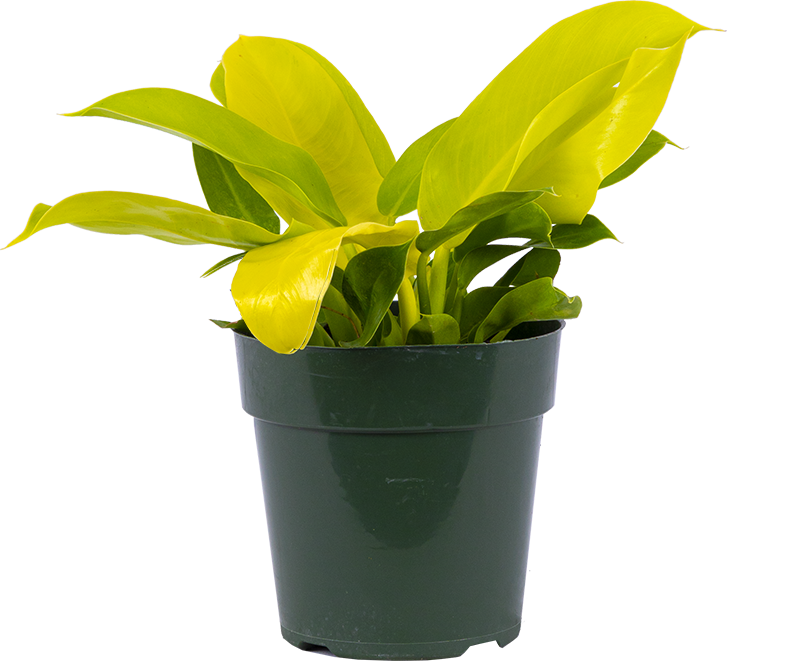 Philodendron Moonlight (M)